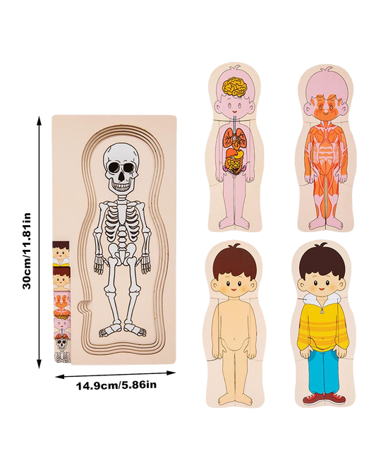 My Body: Anatomy Layer Puzzle