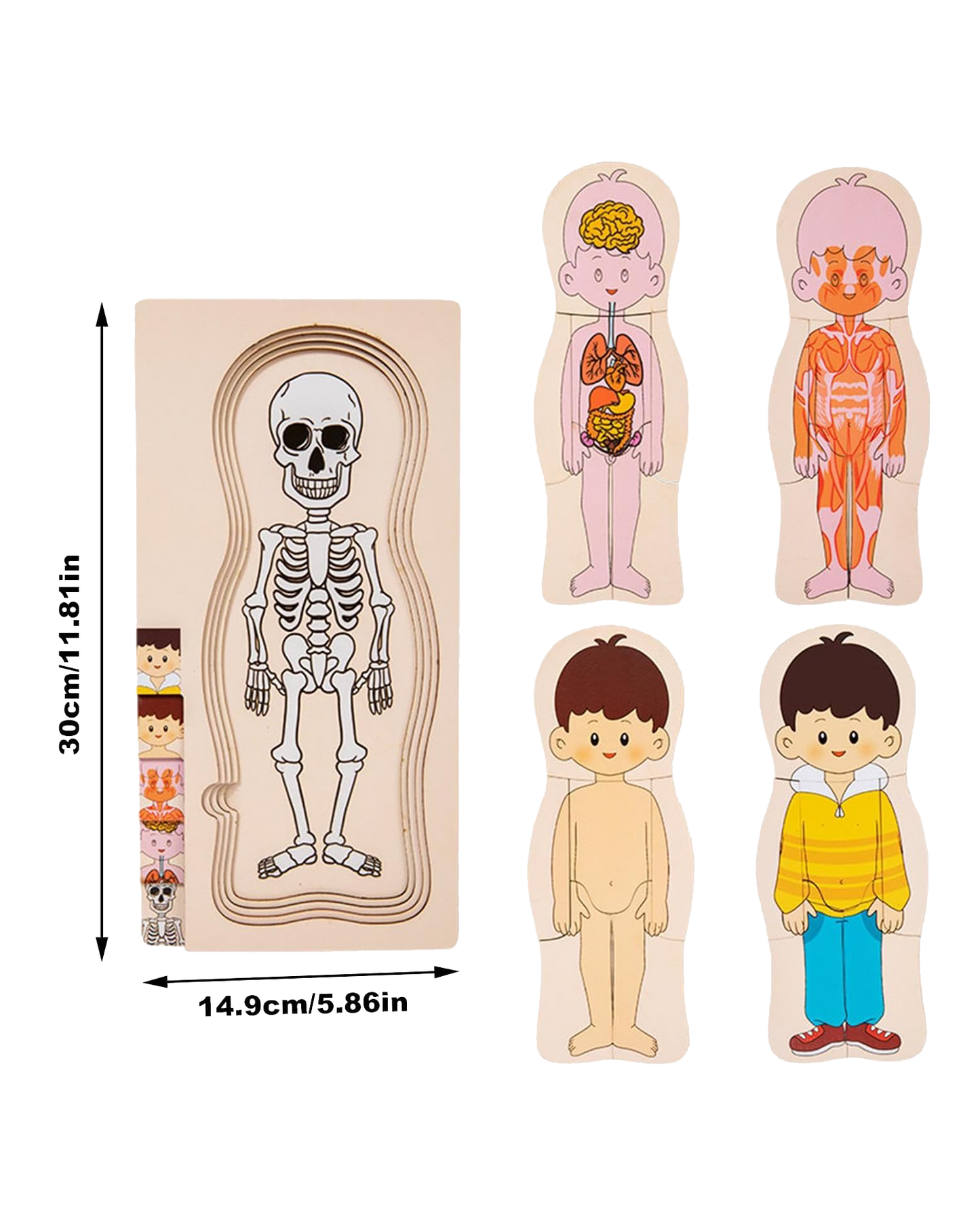 My Body: Anatomy Layer Puzzle