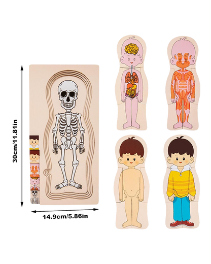 My Body: Anatomy Layer Puzzle