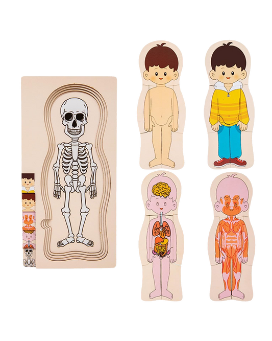 My Body: Anatomy Layer Puzzle