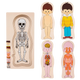 My Body: Anatomy Layer Puzzle